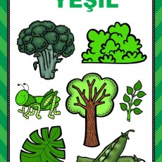 Yeşil Renk ve Doğa Öğrenimi: Brokoli, Ağaç, Yaprak, Sütleğen, Çimene Eşlik Eden Bilgiler