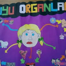 DUYU ORGANLARI - 5 Duyunun Öğrenilmesi ve Açıklamaları