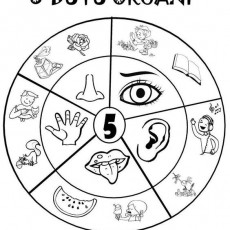 5 Duyu Organi - Eğitim Materyali