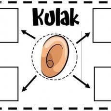 Kulak Anatomisi Eğitici Materyali - Dinleme ve Duyma Süreci