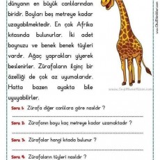 Eğitici Materyal: Zürafa Hakkında Bilgi ve Sorular