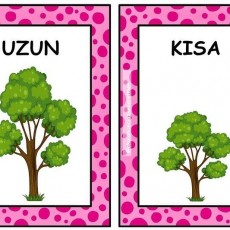 KISA ve UZUN: Ağacın Kısa ve Uzun Boyu - Eğitim Materyali