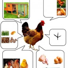 Tavuk Yetiştiriciliği: Tavuk, Kümes, Yumurta, Yavrular ve Beslenme