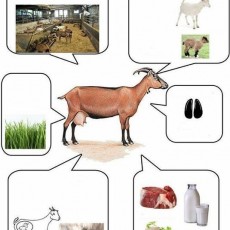 Koyun ve Keçi: Hayvancılık, Beslenme ve Üretim
