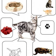 Kedi Eğitimi: Beslenme, Oyun ve Davranışlar