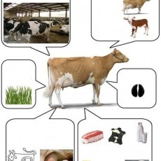 Sığır Çiftliği ve Süt Ürünleri: Sığır, Çim, Süt, Peynir ve Et Üretimi