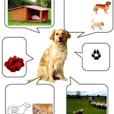 Köpek Eğitimi: Golden Retriever Bakım, Beslenme ve Davranışları