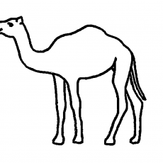 Camel Outline Drawing