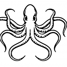 Octopus Illustration - Sekizgendin - Deniz Canlıları Eğitimi