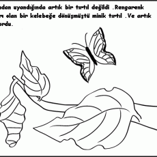 Büyüyen Kelebek: Doğa ve Metamorfoz Eğitimi - 8. Soru