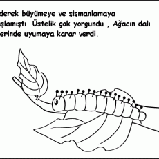 Kelebek Gelişimi ve Doğal Yaşam Döngüsü