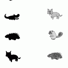 Hayvanların Gölgeleri ve Çizimleri: Sincap, Kedi, Kirpi, Timsah