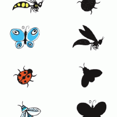 Insects Identification: Butterflies, Ladybug, and Various Bugs