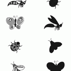 Insect Families: Butterflies, Bees, Ladybugs and More