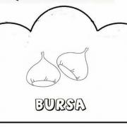 şehir şehir yetişen ürünler (18)