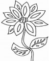 Çiçekler  (19)