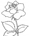 Çiçekler  (2)