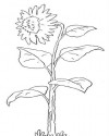 Çiçekler  (22)