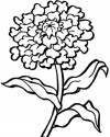 Çiçekler  (26)