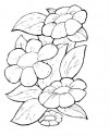 Çiçekler  (69)