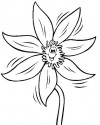 Çiçekler  (73)