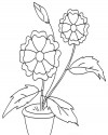 Çiçekler  (75)