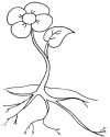 Çiçekler  (78)