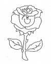 Çiçekler  (93)