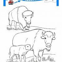 çocuklar-için-hayvan-Bizon-boyama-sayfası-20