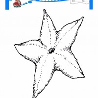 çocuklar-için-hayvan-hayvan-Deniz-Yıldızı-boyama-sayfası-2