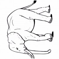 çocuklar-için-hayvan-hayvan-Fil-boyama-sayfası-16