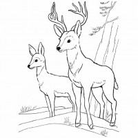 çocuklar-için-hayvan-hayvan-Geyik-boyama-sayfası-10