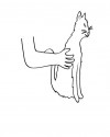 duyu organları (2)