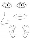 duyu organları (22)