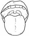 duyu organları (23)