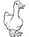 Hayvanlar Boyama (509)
