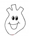 iç organlar (13)