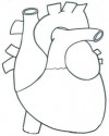 iç organlar (5)