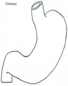 iç organlar (6)