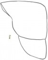 iç organlar (7)