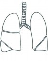 iç organlar (6)