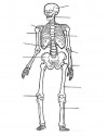 iç organlar (9)