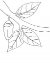 kelbeğin oluşumu 2(3)