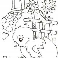 deniz-yasemen.hayvanlar (8)