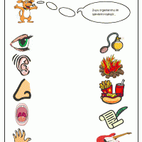 okul-öncesi-duyu-organları-ve-işlevleri-1