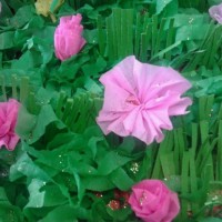 sanat etkınliği ,okuma yazmaçalişması 23 nisan çalişması ,kutlu doğum artık materyal çalişması  (1679)