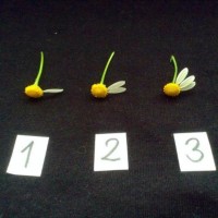 artık materyal,atatürk ,kağit işleri,aşure haftası,mevsımler,yüz ifadesi (1921)