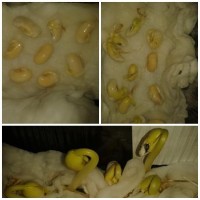 Kağıt katlama buruşturma, yuvarlama, sulu boya  (610)