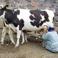kiş mevsımı ,yerli malı haftası,yeni yıl ,örüntüler mısır ,tasaruf haftası (244)