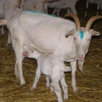 kiş mevsımı ,yerli malı haftası,yeni yıl ,örüntüler mısır ,tasaruf haftası (247)